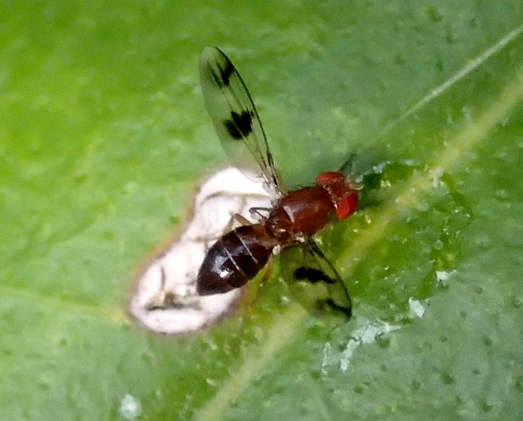 piccolo e colorato da id.